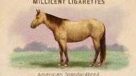 RDR2 CigaretteCards Horses AmericanStandardbred