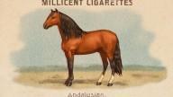 RDR2 CigaretteCards Horses AndalusianHorse