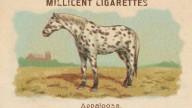 RDR2 CigaretteCards Horses Appaloosa