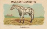 RDR2 CigaretteCards Horses Appaloosa