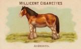 RDR2 CigaretteCards Horses Ardennes