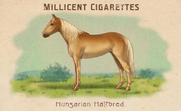 RDR2 CigaretteCards Horses HungarianHalfbred