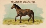 RDR2 CigaretteCards Horses Mustang