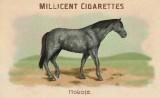 RDR2 CigaretteCards Horses NokotaHorse