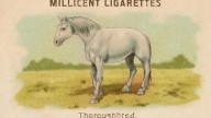 RDR2 CigaretteCards Horses Thoroughbred