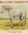 RDR2 CigaretteCards Horses Thoroughbred