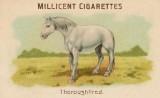 RDR2 CigaretteCards Horses Thoroughbred