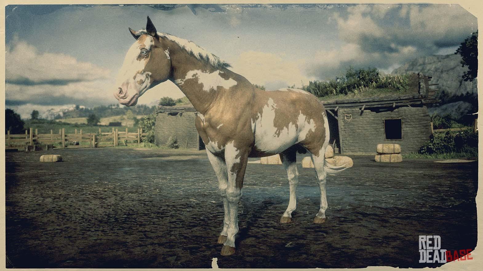 Palomino Overo Paint Horse