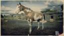 Overo American Paint Horse