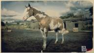 Overo American Paint Horse