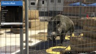 GTA5 Animals Boar 2 DirectorMode