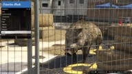 GTA5 Animals Boar 3 DirectorMode