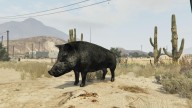 GTA5 Animals Boar PeyotePlant