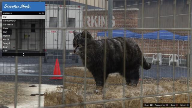 GTA5 Animals Cat 1 DirectorMode