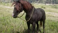 RDR2 Horses Morgan LiverChestnutMorgan