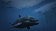 GTA5 Animals Dolphin