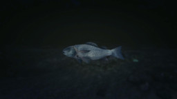 GTA5 Animals Fish PeyotePlant
