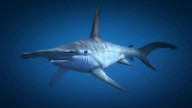 GTA5 Animals Hammerheadshark