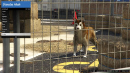 GTA5 Animals Husky 2 DirectorMode