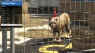 GTA5 Animals MountainLion 2 DirectorMode