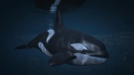 GTA5 Animals Orca