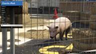 GTA5 Animals Pig 1 DirectorMode