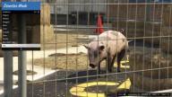 GTA5 Animals Pig 3 DirectorMode