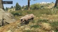 GTA5 Animals Pig PeyotePlant
