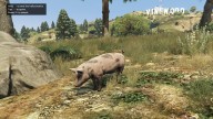 GTA5 Animals Pig PeyotePlant