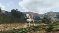 GTA5 Animals Poodle PeyotePlant