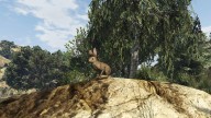 GTA5 Animals Rabbit PeyotePlant