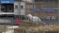 GTA5 Animals Seagull DirectorMode