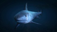 GTA5 Animals TigerShark 2 PeyotePlant