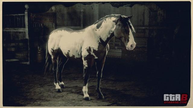 Bay Frame Overo Criollo - RDR2 & Online Horse Stats & Locations Bay Frame Overo Criollo - RDR2 & Online Horse Stats & Locations