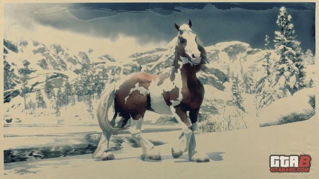Skewbald Gypsy Cob - RDR2 & Online Horse Stats & Locations Skewbald Gypsy Cob - RDR2 & Online Horse Stats & Locations