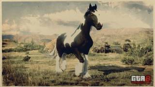 Gypsy Cob Horse