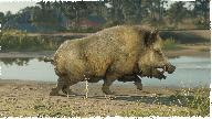 RedDeadOnline NaturalistUpdate Boar