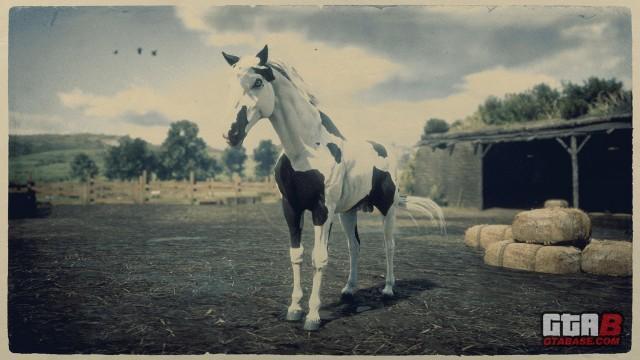 Black Tovero Missouri Fox Trotter - RDR2 & Online Horse Stats & Locations Black Tovero Missouri Fox Trotter - RDR2 & Online Horse Stats & Locations