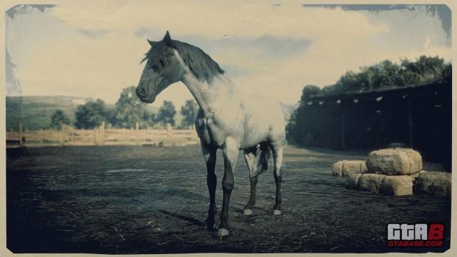 Blue Roan Missouri Fox Trotter - RDR2 Horse