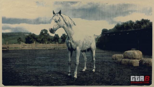 Dapple Grey Missouri Fox Trotter - RDR2 Horse