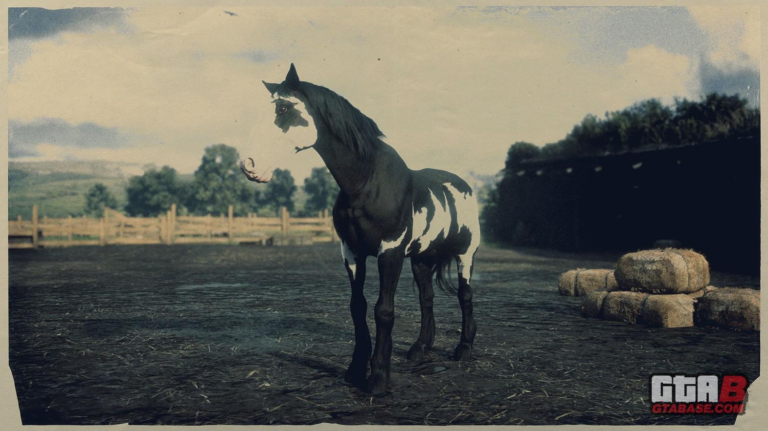 Black Mustang Horse