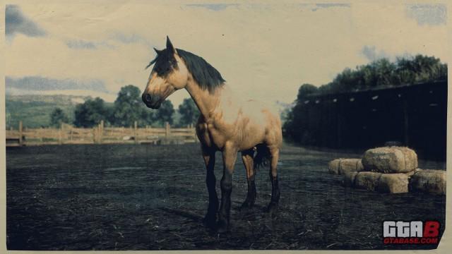 Buckskin Mustang - RDR2 Horse