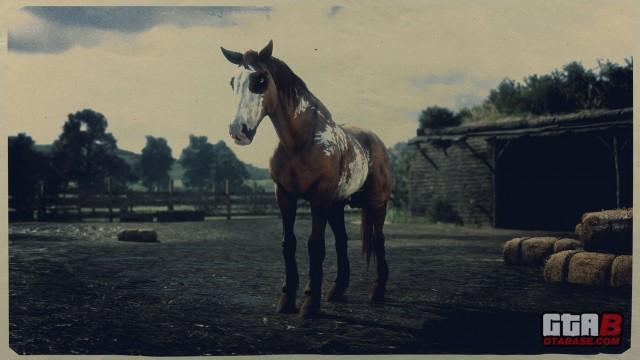 Red Dun Overo Mustang