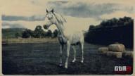 Rd r2 missouri fox trotter dapple grey missouri fox trotter 7214 360