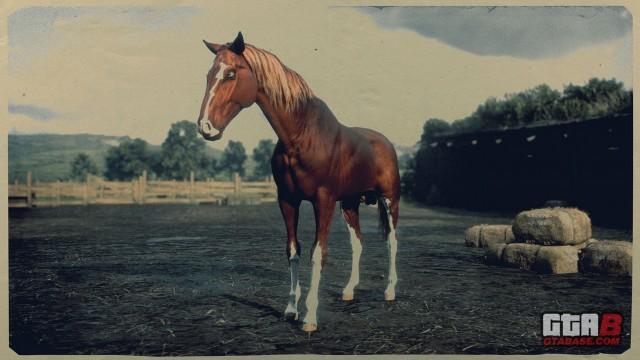Chestnut Turkoman - RDR2 Horse