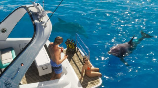Dolphin