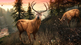 Deer / Elk Deer / Elk