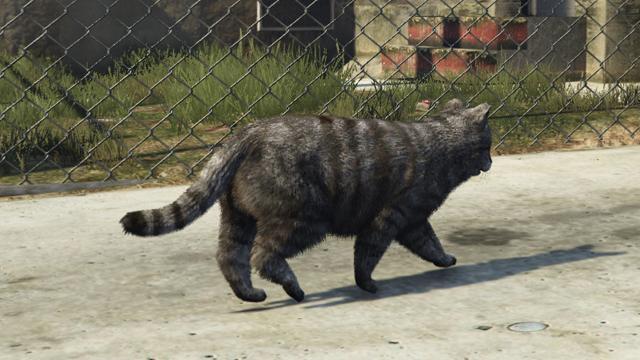 Cat | GTA 5 Animals, How To Play & Where To Find Cat | GTA 5 Animals, How To Play & Where To Find