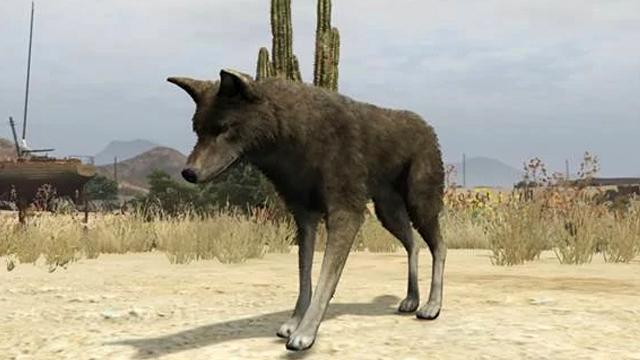 Coyote | GTA 5 Animals, How To Play & Where To Find