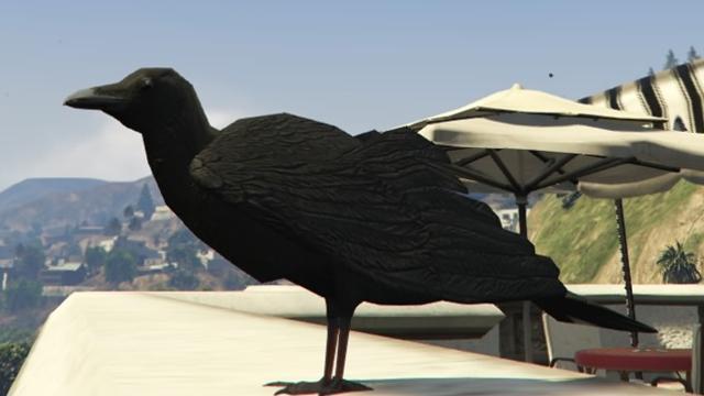 Crow - GTA 5 Animal Crow - GTA 5 Animal